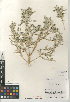  (Atriplex polycarpa - CCDB-24939-G05)  @11 [ ] CreativeCommons - Attribution Non-Commercial Share-Alike (2015) SDNHM San Diego Natural History Museum