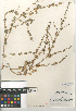  (Atriplex argentea - CCDB-24939-H03)  @11 [ ] CreativeCommons - Attribution Non-Commercial Share-Alike (2015) SDNHM San Diego Natural History Museum