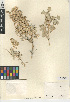  (Atriplex hymenelytra - CCDB-24939-H04)  @11 [ ] CreativeCommons - Attribution Non-Commercial Share-Alike (2015) SDNHM San Diego Natural History Museum