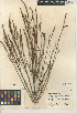  (Salicornia bigelovii - CCDB-24939-H09)  @11 [ ] CreativeCommons - Attribution Non-Commercial Share-Alike (2015) SDNHM San Diego Natural History Museum