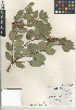  (Arctostaphylos glandulosa subsp. cushingiana - CCDB-24940-A08)  @11 [ ] CreativeCommons - Attribution Non-Commercial Share-Alike (2015) SDNHM San Diego Natural History Museum