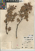  (Arctostaphylos glandulosa subsp. crassifolia - CCDB-24940-B08)  @11 [ ] CreativeCommons - Attribution Non-Commercial Share-Alike (2015) SDNHM San Diego Natural History Museum