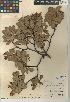  (Arctostaphylos patula - CCDB-24940-B09)  @11 [ ] CreativeCommons - Attribution Non-Commercial Share-Alike (2015) SDNHM San Diego Natural History Museum