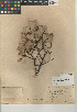  (Arctostaphylos glandulosa subsp. adamsii - CCDB-24940-C08)  @11 [ ] CreativeCommons - Attribution Non-Commercial Share-Alike (2015) SDNHM San Diego Natural History Museum