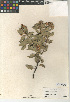  (Arctostaphylos otayensis - CCDB-24940-D09)  @11 [ ] CreativeCommons - Attribution Non-Commercial Share-Alike (2015) SDNHM San Diego Natural History Museum