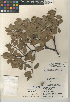  (Arctostaphylos glandulosa subsp. mollis - CCDB-24940-F09)  @11 [ ] CreativeCommons - Attribution Non-Commercial Share-Alike (2015) SDNHM San Diego Natural History Museum