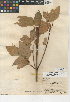  (Cornus sericea subsp. sericea - CCDB-24940-G03)  @11 [ ] CreativeCommons - Attribution Non-Commercial Share-Alike (2015) SDNHM San Diego Natural History Museum