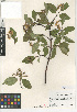  (Cornus sericea subsp. occidentalis - CCDB-24940-H03)  @11 [ ] CreativeCommons - Attribution Non-Commercial Share-Alike (2015) SDNHM San Diego Natural History Museum