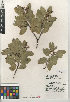  (Arctostaphylos glandulosa subsp. glandulosa - CCDB-24940-H09)  @11 [ ] CreativeCommons - Attribution Non-Commercial Share-Alike (2015) SDNHM San Diego Natural History Museum