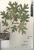  (Quercus kelloggii - CCDB-24943-G04)  @11 [ ] CreativeCommons - Attribution Non-Commercial Share-Alike (2015) SDNHM San Diego Natural History Museum