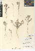  (Eriastrum eremicum subsp. eremicum - CCDB-24947-C12)  @11 [ ] CreativeCommons - Attribution Non-Commercial Share-Alike (2015) SDNHM San Diego Natural History Museum
