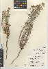  (Eriastrum densifolium subsp. elongatum - CCDB-24947-D12)  @11 [ ] CreativeCommons - Attribution Non-Commercial Share-Alike (2015) SDNHM San Diego Natural History Museum