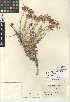 (Eriastrum densifolium subsp. austromontanum - CCDB-24947-E12)  @11 [ ] CreativeCommons - Attribution Non-Commercial Share-Alike (2015) SDNHM San Diego Natural History Museum