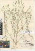  (Eriastrum sapphirinum subsp. sapphirinum - CCDB-24948-F01)  @11 [ ] CreativeCommons - Attribution Non-Commercial Share-Alike (2015) SDNHM San Diego Natural History Museum