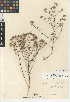  (Eriastrum sapphirinum subsp. dasyanthum - CCDB-24948-G01)  @11 [ ] CreativeCommons - Attribution Non-Commercial Share-Alike (2015) SDNHM San Diego Natural History Museum