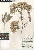  (Eriogonum giganteum var. formosum - CCDB-24948-G11)  @11 [ ] CreativeCommons - Attribution Non-Commercial Share-Alike (2015) SDNHM San Diego Natural History Museum