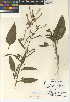  (Nicotiana acuminata var. multiflora - CCDB-24951-B05)  @11 [ ] CreativeCommons - Attribution Non-Commercial Share-Alike (2015) SDNHM San Diego Natural History Museum