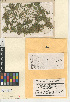  ( - CCDB-24952-A11)  @11 [ ] CreativeCommons - Attribution Non-Commercial Share-Alike (2015) SDNHM San Diego Natural History Museum