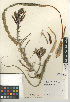  (Hesperocallis - CCDB-24952-H09)  @11 [ ] CreativeCommons - Attribution Non-Commercial Share-Alike (2015) SDNHM San Diego Natural History Museum