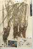  (Carex senta - CCDB-24953-A04)  @11 [ ] CreativeCommons - Attribution Non-Commercial Share-Alike (2015) SDNHM San Diego Natural History Museum
