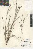  (Sisyrinchium bellum - CCDB-24953-A10)  @11 [ ] CreativeCommons - Attribution Non-Commercial Share-Alike (2015) SDNHM San Diego Natural History Museum