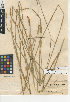  (Carex feta - CCDB-24953-B03)  @11 [ ] CreativeCommons - Attribution Non-Commercial Share-Alike (2015) SDNHM San Diego Natural History Museum