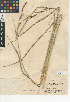  (Carex schottii - CCDB-24953-B04)  @11 [ ] CreativeCommons - Attribution Non-Commercial Share-Alike (2015) SDNHM San Diego Natural History Museum