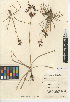  ( - CCDB-24953-B06)  @11 [ ] CreativeCommons - Attribution Non-Commercial Share-Alike (2015) SDNHM San Diego Natural History Museum