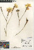  (Dietes - CCDB-24953-E10)  @11 [ ] CreativeCommons - Attribution Non-Commercial Share-Alike (2015) SDNHM San Diego Natural History Museum