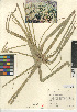  (Cyperus involucratus - CCDB-24953-H06)  @11 [ ] CreativeCommons - Attribution Non-Commercial Share-Alike (2015) SDNHM San Diego Natural History Museum