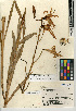  (Lilium parryi - CCDB-24954-A03)  @11 [ ] CreativeCommons - Attribution Non-Commercial Share-Alike (2015) SDNHM San Diego Natural History Museum