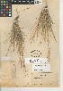  (Aristida purpurea var. longiseta - CCDB-24954-A07)  @11 [ ] CreativeCommons - Attribution Non-Commercial Share-Alike (2015) SDNHM San Diego Natural History Museum