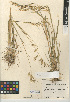  ( - CCDB-24954-A08)  @11 [ ] CreativeCommons - Attribution Non-Commercial Share-Alike (2015) SDNHM San Diego Natural History Museum