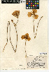  (Calochortus concolor - CCDB-24954-D02)  @11 [ ] CreativeCommons - Attribution Non-Commercial Share-Alike (2015) SDNHM San Diego Natural History Museum