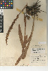  (Platanthera dilatata var. leucostachys - CCDB-24954-D05)  @11 [ ] CreativeCommons - Attribution Non-Commercial Share-Alike (2015) SDNHM San Diego Natural History Museum