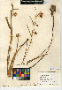  (Calochortus albus - CCDB-24954-E02)  @11 [ ] CreativeCommons - Attribution Non-Commercial Share-Alike (2015) SDNHM San Diego Natural History Museum