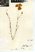  (Calochortus weedii var. weedii - CCDB-24954-E03)  @11 [ ] CreativeCommons - Attribution Non-Commercial Share-Alike (2015) SDNHM San Diego Natural History Museum