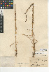  (Piperia unalascensis - CCDB-24954-E05)  @11 [ ] CreativeCommons - Attribution Non-Commercial Share-Alike (2015) SDNHM San Diego Natural History Museum