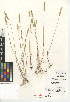  (Bromidium tandilense - CCDB-24954-E10)  @11 [ ] CreativeCommons - Attribution Non-Commercial Share-Alike (2015) SDNHM San Diego Natural History Museum