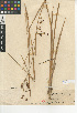  (Juncus phaeocephalus var. paniculatus - CCDB-24954-F01)  @11 [ ] CreativeCommons - Attribution Non-Commercial Share-Alike (2015) SDNHM San Diego Natural History Museum