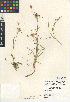  (Luzula comosa - CCDB-24954-F02)  @11 [ ] CreativeCommons - Attribution Non-Commercial Share-Alike (2015) SDNHM San Diego Natural History Museum