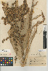  (Veratrum californicum var. californicum - CCDB-24954-F04)  @11 [ ] CreativeCommons - Attribution Non-Commercial Share-Alike (2015) SDNHM San Diego Natural History Museum