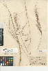  (Aristida purpurea var. purpurea - CCDB-24954-F08)  @11 [ ] CreativeCommons - Attribution Non-Commercial Share-Alike (2015) SDNHM San Diego Natural History Museum