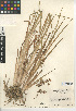  (Juncus xiphioides - CCDB-24954-G02)  @11 [ ] CreativeCommons - Attribution Non-Commercial Share-Alike (2015) SDNHM San Diego Natural History Museum