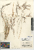  (Aristida purpurea var. parishii - CCDB-24954-G08)  @11 [ ] CreativeCommons - Attribution Non-Commercial Share-Alike (2015) SDNHM San Diego Natural History Museum