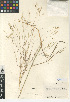  (Agrostis avenacea - CCDB-24954-H06)  @11 [ ] CreativeCommons - Attribution Non-Commercial Share-Alike (2015) SDNHM San Diego Natural History Museum