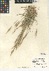  (Brachypodium distachyon - CCDB-24954-H10)  @11 [ ] CreativeCommons - Attribution Non-Commercial Share-Alike (2015) SDNHM San Diego Natural History Museum