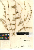  (Chloridoideae - CCDB-24955-A03)  @11 [ ] CreativeCommons - Attribution Non-Commercial Share-Alike (2015) SDNHM San Diego Natural History Museum