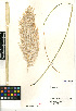  (Cortaderia - CCDB-24955-C01)  @11 [ ] CreativeCommons - Attribution Non-Commercial Share-Alike (2015) SDNHM San Diego Natural History Museum