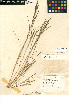  (Diplachne fusca var. fascicularis - CCDB-24955-C03)  @11 [ ] CreativeCommons - Attribution Non-Commercial Share-Alike (2015) SDNHM San Diego Natural History Museum